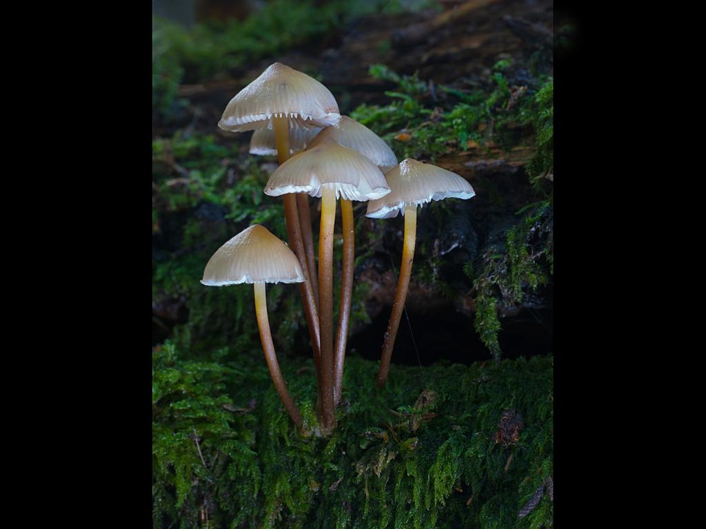 Mycena Galericulata by John Harkin - CCC