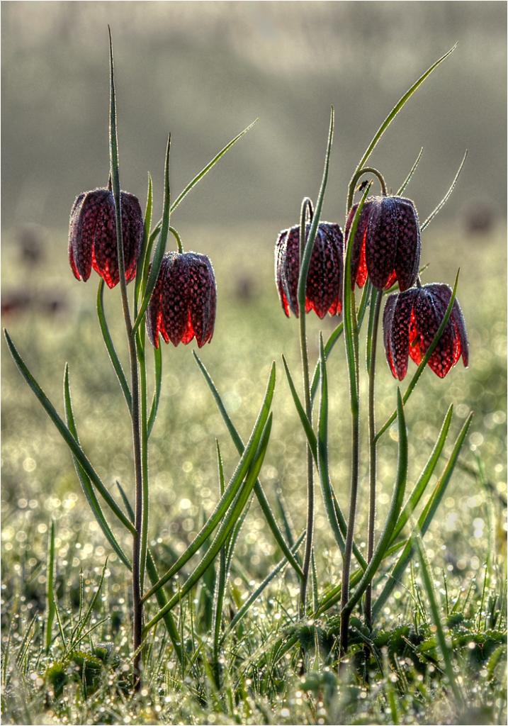 Snakeshead Fritillaries by Michael Krier - CCC