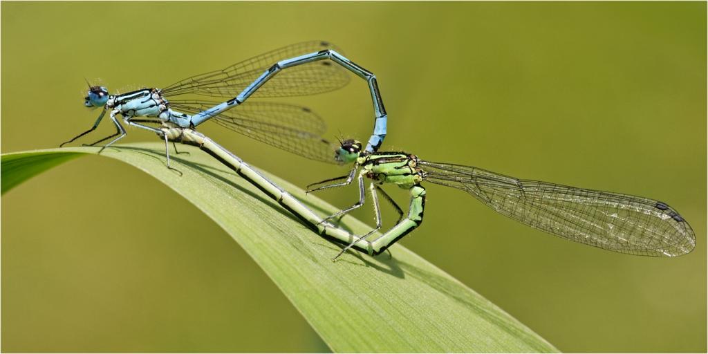 Azure Damselflies by David Adamson - CCC