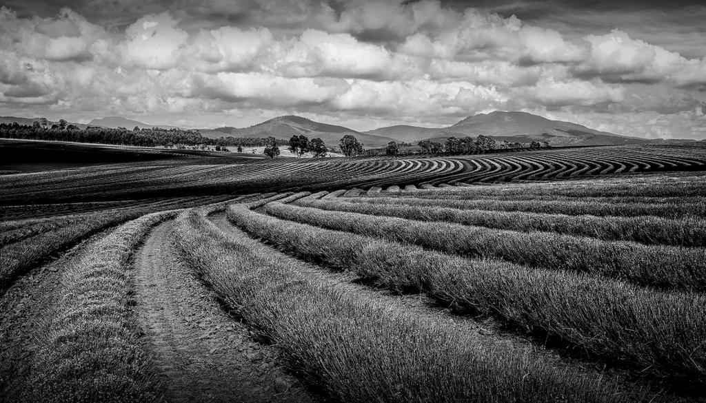 Lavender Fields by Margaret Edwards