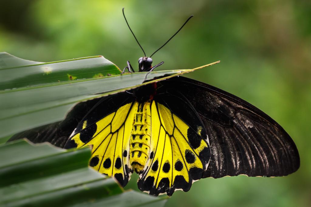 Malaysian Birdwing Butterfly by Christine Smith