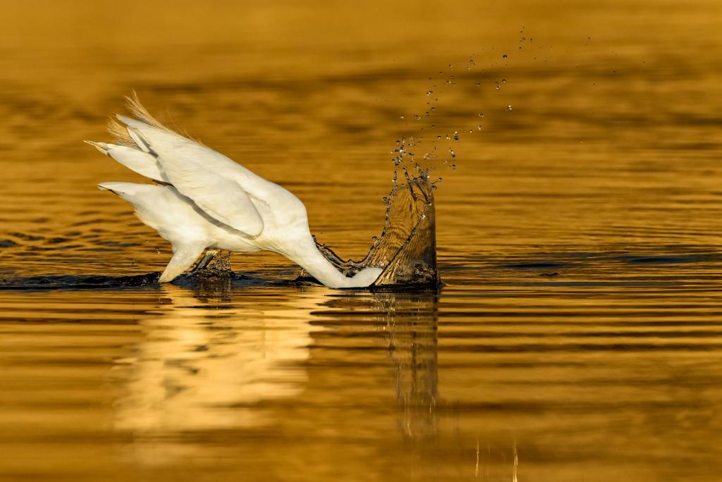 Egret Fishing by Suzanne Calder