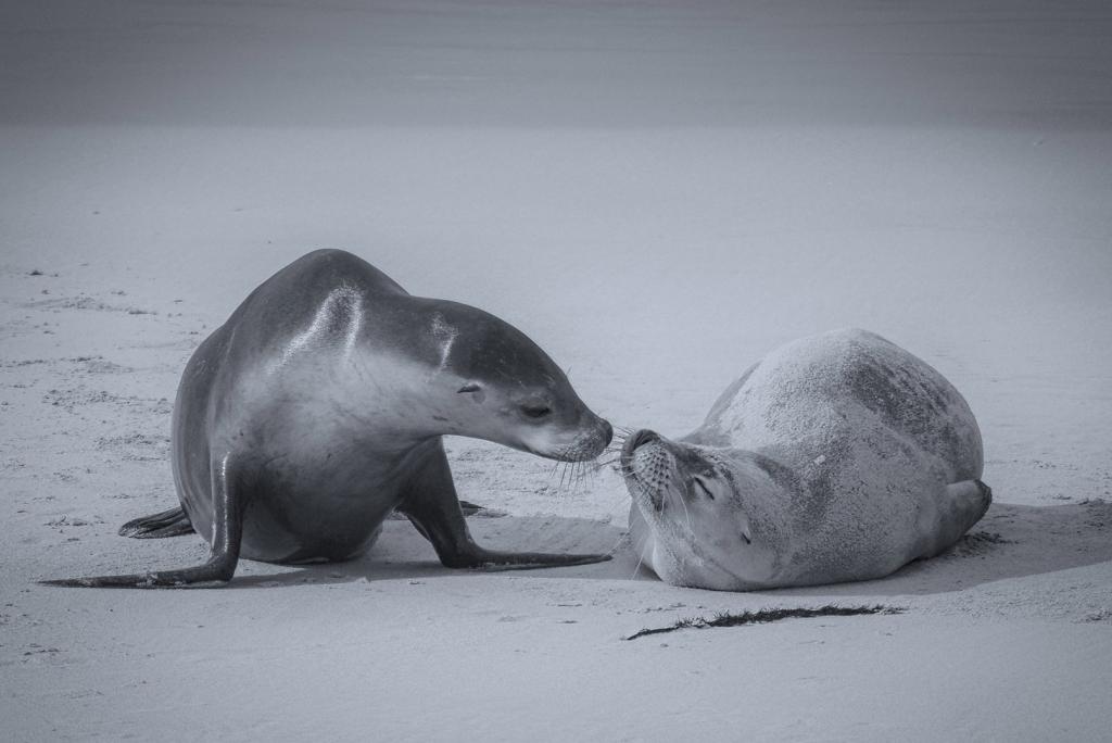 Happy Sniffing by Michiko Iida