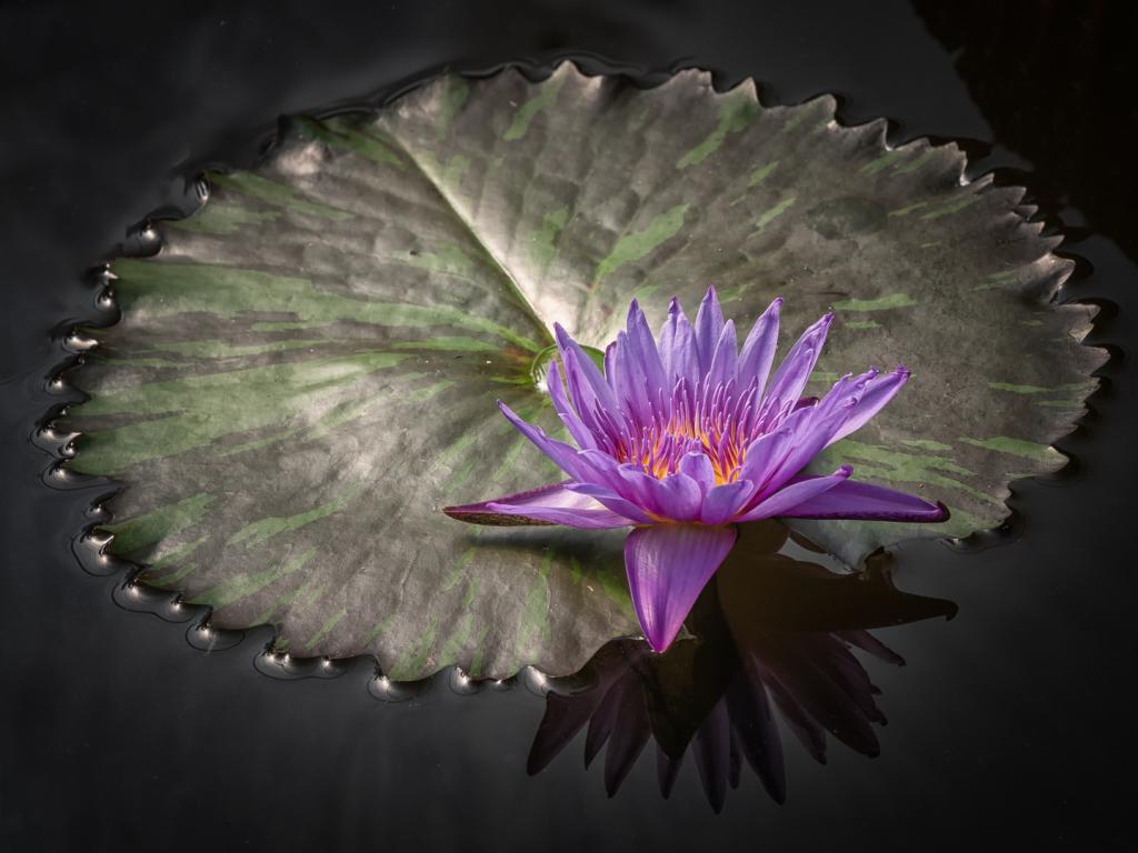 Last Water Lily by Alan Stevens