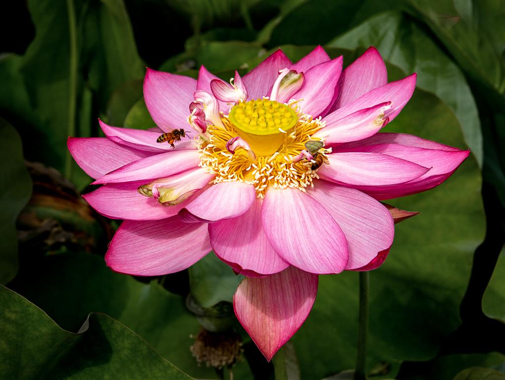 Pink Lotus Up Close by Wendy Chapman