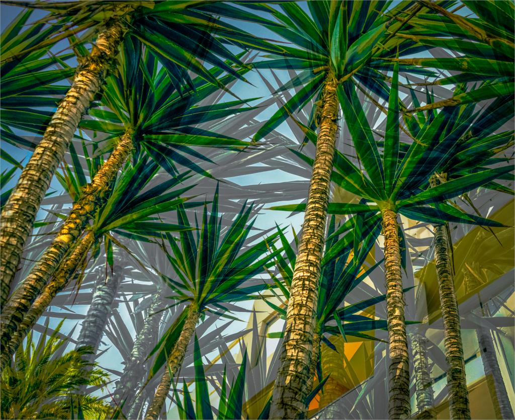 Palms Aplenty by Anne James