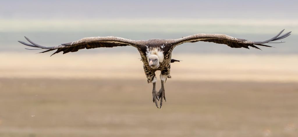 Bruce McPhail